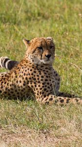 Превью обои леопард, большая кошка, хищник, трава