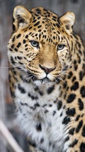 Превью обои леопард, большая кошка, хищник, взгляд, морда