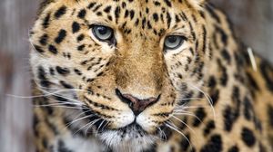 Превью обои леопард, большая кошка, хищник, взгляд, морда