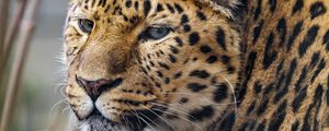 Превью обои леопард, большая кошка, хищник, взгляд, пятна