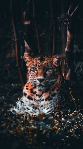 Превью обои леопард, большая кошка, хищник, взгляд, трава