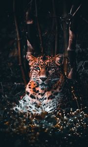 Превью обои леопард, большая кошка, хищник, взгляд, трава