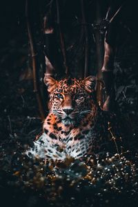 Превью обои леопард, большая кошка, хищник, взгляд, трава