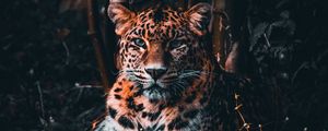 Превью обои леопард, большая кошка, хищник, взгляд, трава