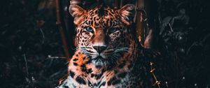 Превью обои леопард, большая кошка, хищник, взгляд, трава
