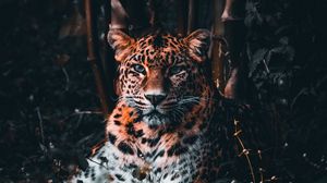 Превью обои леопард, большая кошка, хищник, взгляд, трава