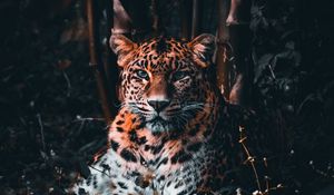 Превью обои леопард, большая кошка, хищник, взгляд, трава