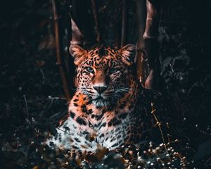 Превью обои леопард, большая кошка, хищник, взгляд, трава