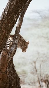 Превью обои леопард, большая кошка, хищник, взгляд, дерево