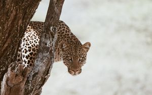 Превью обои леопард, большая кошка, хищник, взгляд, дерево