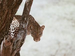 Превью обои леопард, большая кошка, хищник, взгляд, дерево