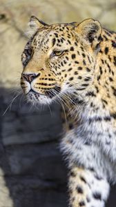 Превью обои леопард, большая кошка, хищник, дикая природа