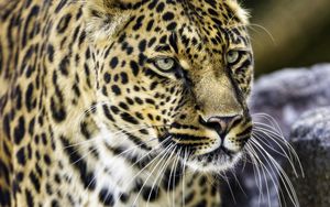 Превью обои леопард, большая кошка, хищник, животное, дикая природа