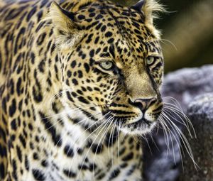 Превью обои леопард, большая кошка, хищник, животное, дикая природа
