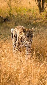 Превью обои леопард, большая кошка, хищник, дикая природа, трава