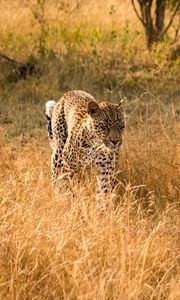 Превью обои леопард, большая кошка, хищник, дикая природа, трава