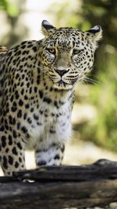 Превью обои леопард, большая кошка, хищник, дикая природа, размытие