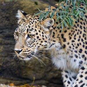 Превью обои леопард, большая кошка, хищник, животное, листья, осень