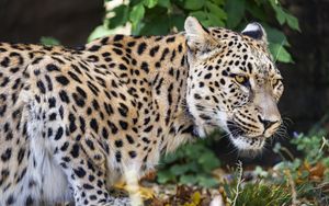 Превью обои леопард, большая кошка, хищник, животное, блюр, листья