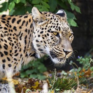 Превью обои леопард, большая кошка, хищник, животное, блюр, листья