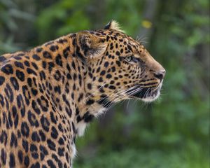 Превью обои леопард, большая кошка, хищник, животное, блюр, дикий