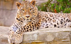 Превью обои леопард, большая кошка, лежит, красивый, довольный