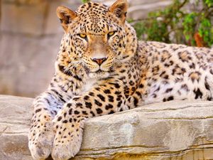 Превью обои леопард, большая кошка, лежит, красивый, довольный