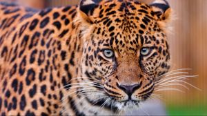 Превью обои леопард, большая кошка, морда, агрессия