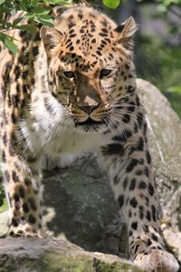 Превью обои леопард, большая кошка, морда, взгляд, камни, листья