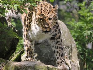 Превью обои леопард, большая кошка, морда, взгляд, камни, листья