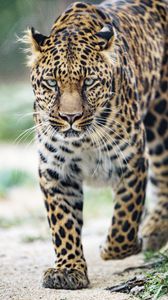 Превью обои леопард, большая кошка, взгляд, хищник