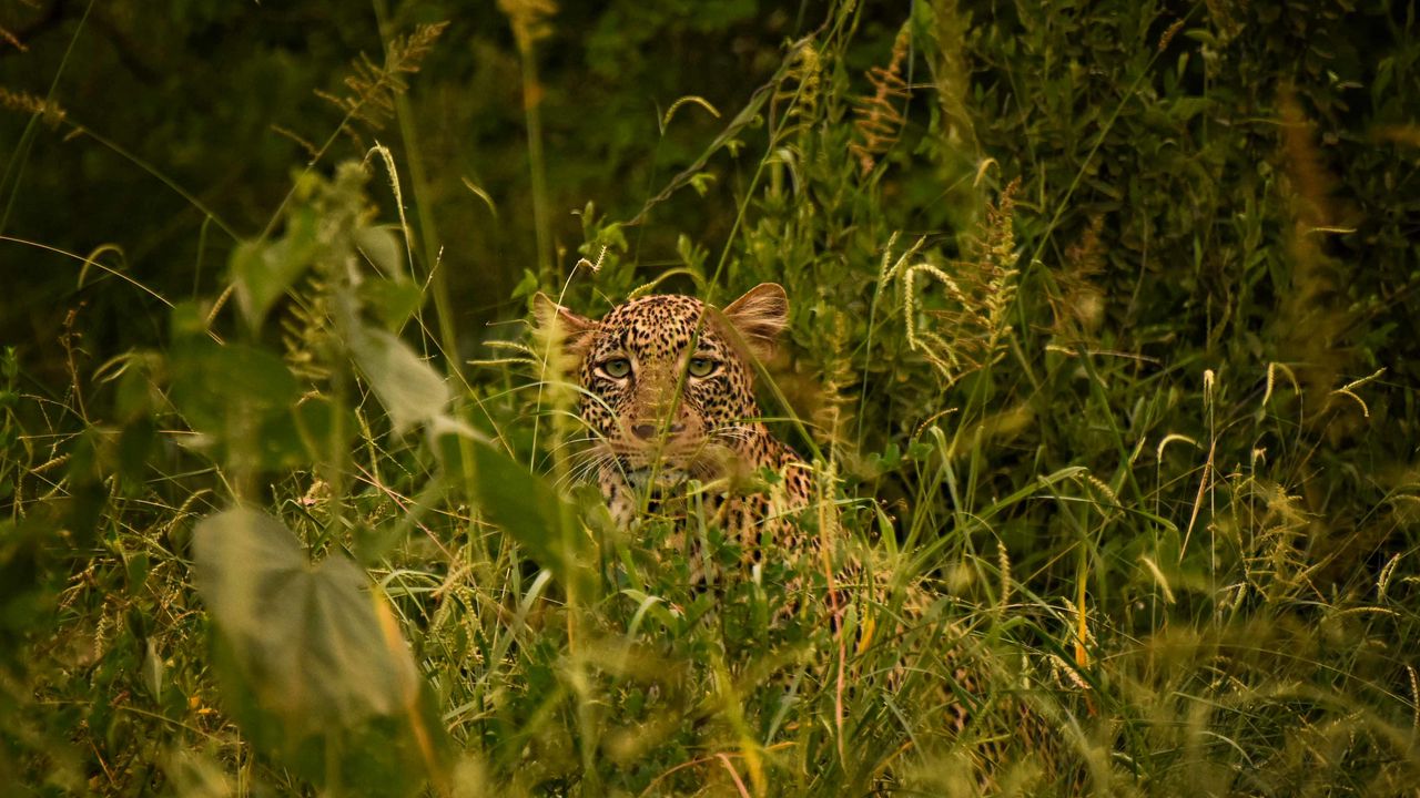 Обои леопард, большая кошка, взгляд, хищник, трава, маскировка