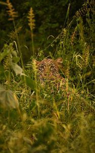 Превью обои леопард, большая кошка, взгляд, хищник, трава, маскировка
