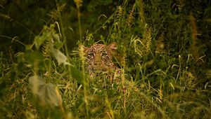 Превью обои леопард, большая кошка, взгляд, хищник, трава, маскировка