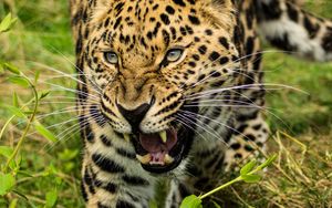 Превью обои леопард, большая кошка, взгляд, хищник, пасть