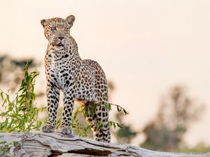 Превью обои леопард, большая кошка, взгляд, хищник, скала