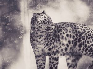 Превью обои леопард, чб, хищник, большая кошка