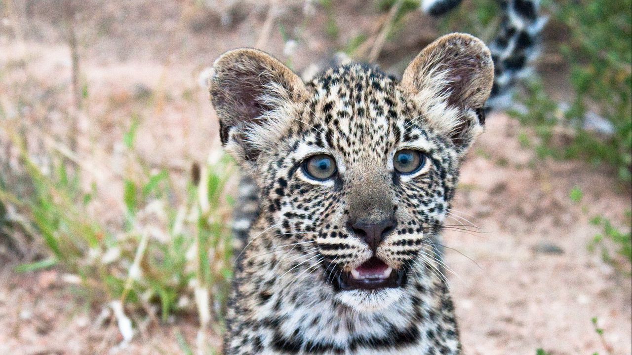 Обои леопард, детеныш, хищник, милый, африка, дикая природа