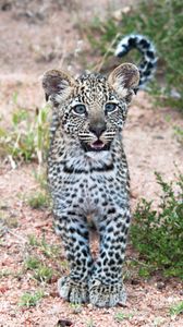 Превью обои леопард, детеныш, хищник, милый, африка, дикая природа
