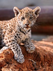 Превью обои леопард, детёныш, котёнок, хищник