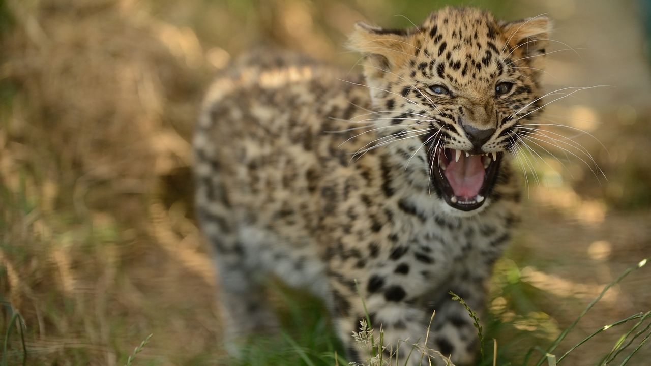 Обои леопард, детеныш, трава, прогулка, большая кошка, хищник, оскал, агрессия