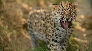 Превью обои леопард, детеныш, трава, прогулка, большая кошка, хищник, оскал, агрессия