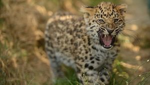 Превью обои леопард, детеныш, трава, прогулка, большая кошка, хищник, оскал, агрессия