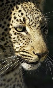 Превью обои леопард, дикая кошка, хищник, морда, усы