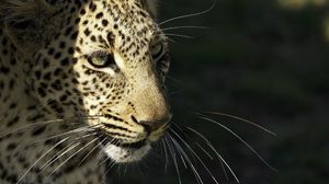 Превью обои леопард, дикая кошка, хищник, морда, усы