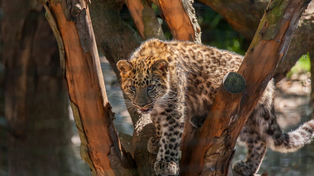 Обои леопард, дикая кошка, хищник, детеныш, пятна, дерево