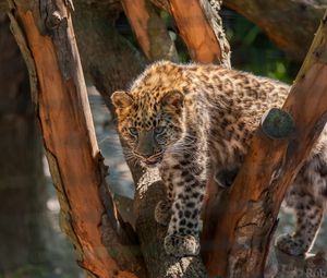 Превью обои леопард, дикая кошка, хищник, детеныш, пятна, дерево