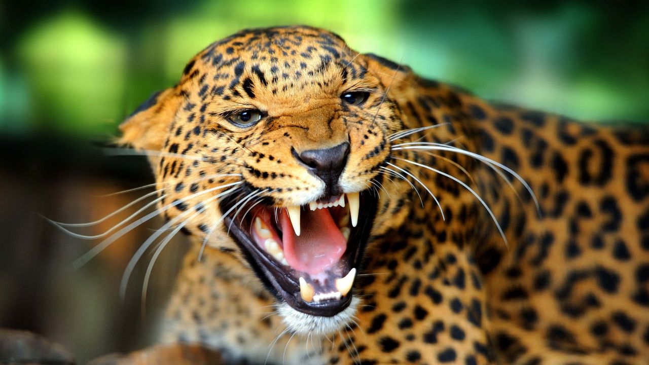 Обои леопард, дикая кошка, рык, оскал, ярость, пасть
