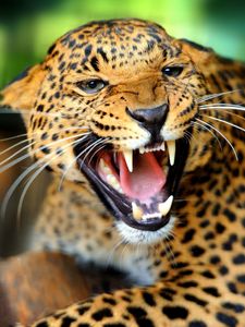 Превью обои леопард, дикая кошка, рык, оскал, ярость, пасть