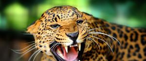 Превью обои леопард, дикая кошка, рык, оскал, ярость, пасть